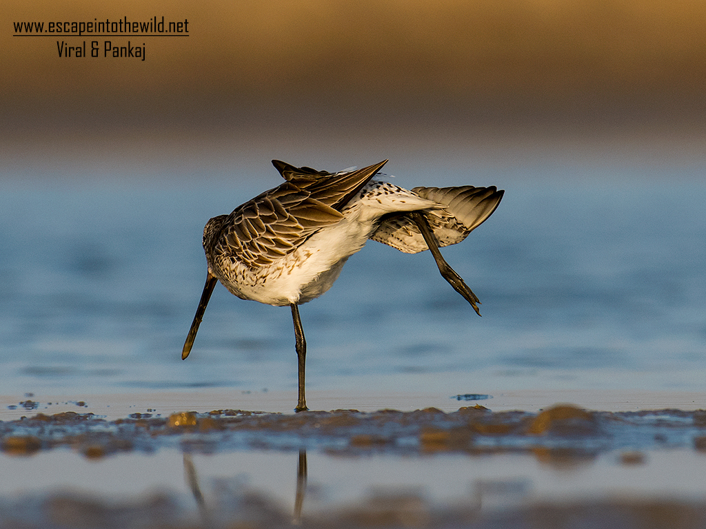Asian Dowitcher 